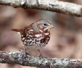 Fox Sparrow - Passerella iliaca