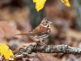 Fox Sparrow - Passerella iliaca