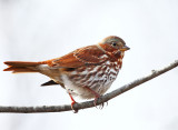 Fox Sparrow - Passerella iliaca