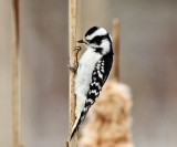 Downy Woodpecker - Picoides pubescens