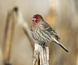 House Finch - Carpodacus mexicanus