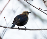 Rusty Blackbird - Euphagus carolinus