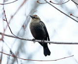 Rusty Blackbird - Euphagus carolinus