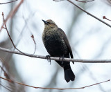 Rusty Blackbird - Euphagus carolinus