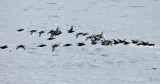 Black Scoters - Melanitta americana