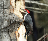 Pileated Woodpecker - Dryocopus pileatus