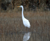 Great Egret - Ardea alba