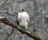 Red-tailed Hawk - Buteo jamaicensis