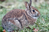 Eastern Cottontail - Sylvilagus floridanus