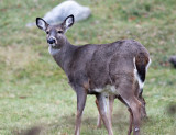 White-tailed Deer - Odocoileus virginianus