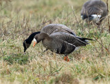 Greater White-fronted Goose - Anser albifrons