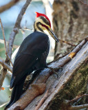 Pileated Woodpecker - Dryocopus pileatus