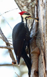 Pileated Woodpecker - Dryocopus pileatus