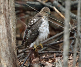 Cooper's Hawk - Accipiter cooperii