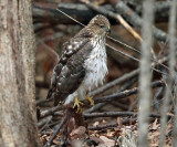 Coopers Hawk - Accipiter cooperii