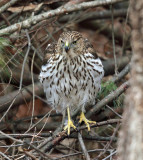 Coopers Hawk - Accipiter cooperii