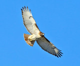 Red-tailed Hawk - Buteo jamaicensis