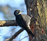 Black-backed Woodpecker - Picoides arcticus