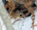 Deer Mouse - Peromyscus maniculatus?
