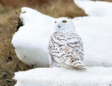 Snowy Owl - Bubo scandiacus