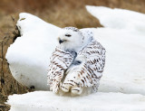 Snowy Owl - Bubo scandiacus