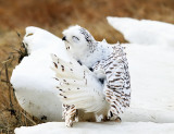 Snowy Owl - Bubo scandiacus