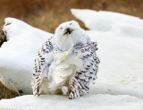 Snowy Owl - Bubo scandiacus