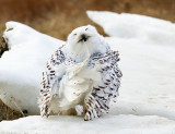 Snowy Owl - Bubo scandiacus