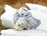 Snowy Owl - Bubo scandiacus