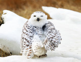 Snowy Owl - Bubo scandiacus