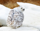 Snowy Owl - Bubo scandiacus