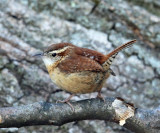 Carolina Wren - Thryothorus ludovicianus