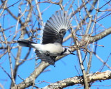 Blue Jay - Cyanocitta cristata