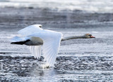 Mute Swan - Cygnus olor