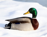 Mallard - Anas platyrhynchos