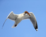 Herring Gull - Larus argentatus 