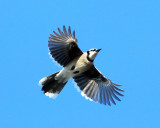 Blue Jay - Cyanocitta cristata