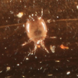 Histiogaster sp.