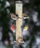 Goldfinch & House Finch