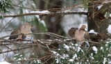 Mourning Dove - Zenaida macroura