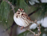 Song Sparrow - Melospiza melodia