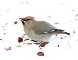 Bohemian Waxwing - Bombycilla garrulus