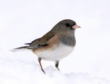 Dark-eyed Junco - Junco hyemalis