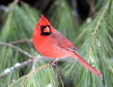 Northern Cardinal - Cardinalis cardinalis