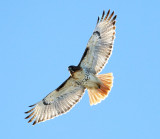 Red-tailed Hawk - Buteo jamaicensis