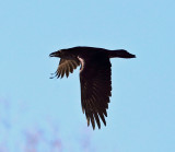 Common Raven - Corvus corax