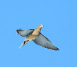 Mourning Dove - Zenaida macroura