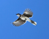 Blue Jay - Cyanocitta cristata