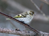 Pine Siskin - Spinus pinus