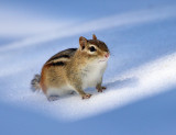 Eastern Chipmunk - Tamias striatus